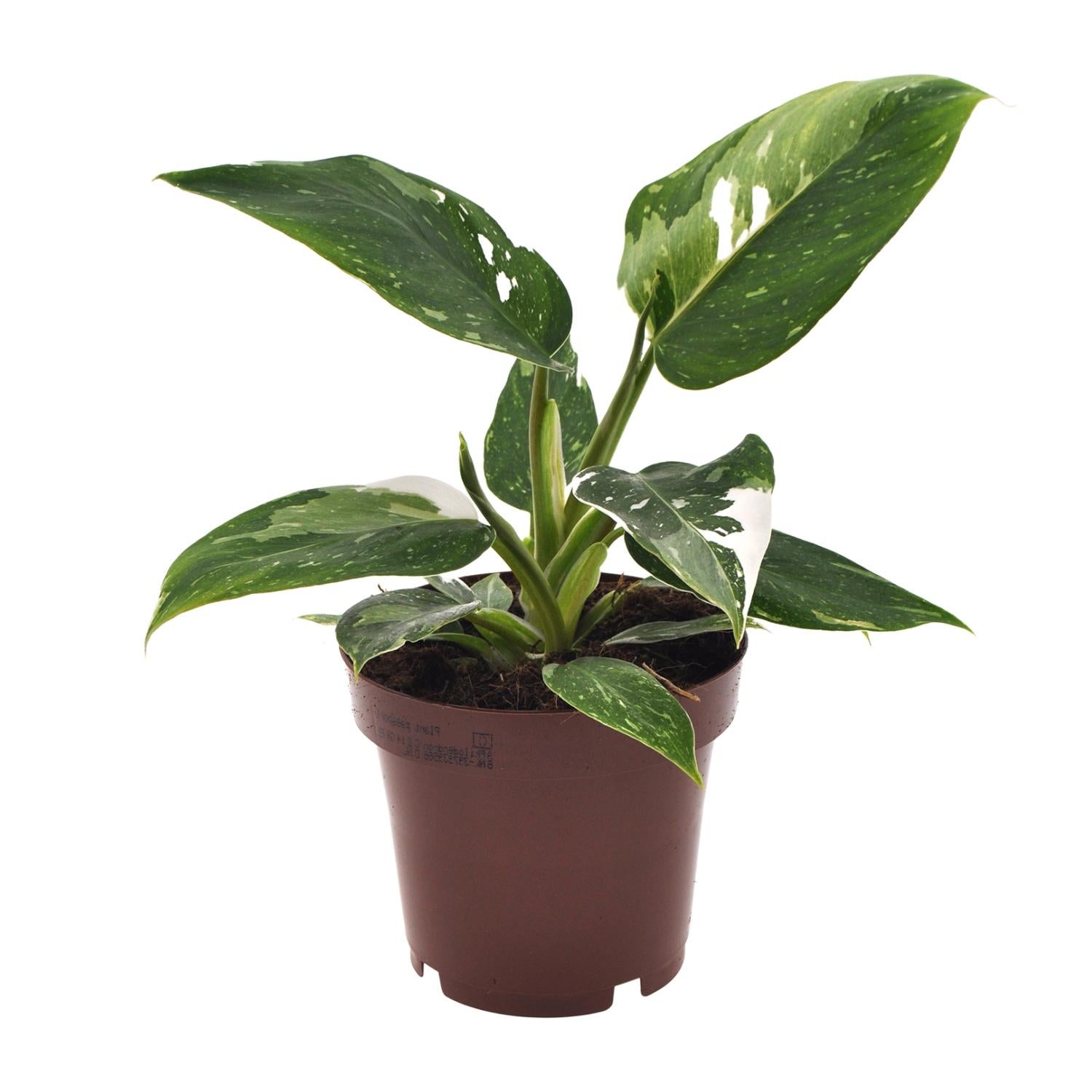 Philodendron White Princess - Roślina Doniczkowa Ø12cm - Wysokość 25cm