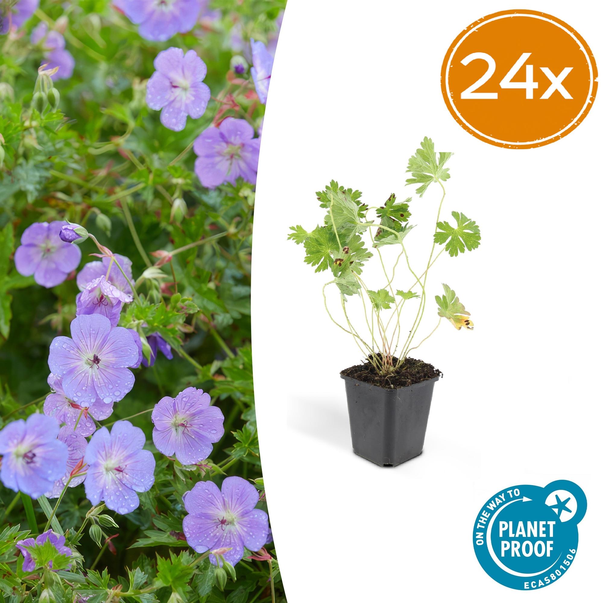 24x Plante Geranium 'Rozanne' - ↕10-25cm (hauteur) - Ø9cm (diamètre ...