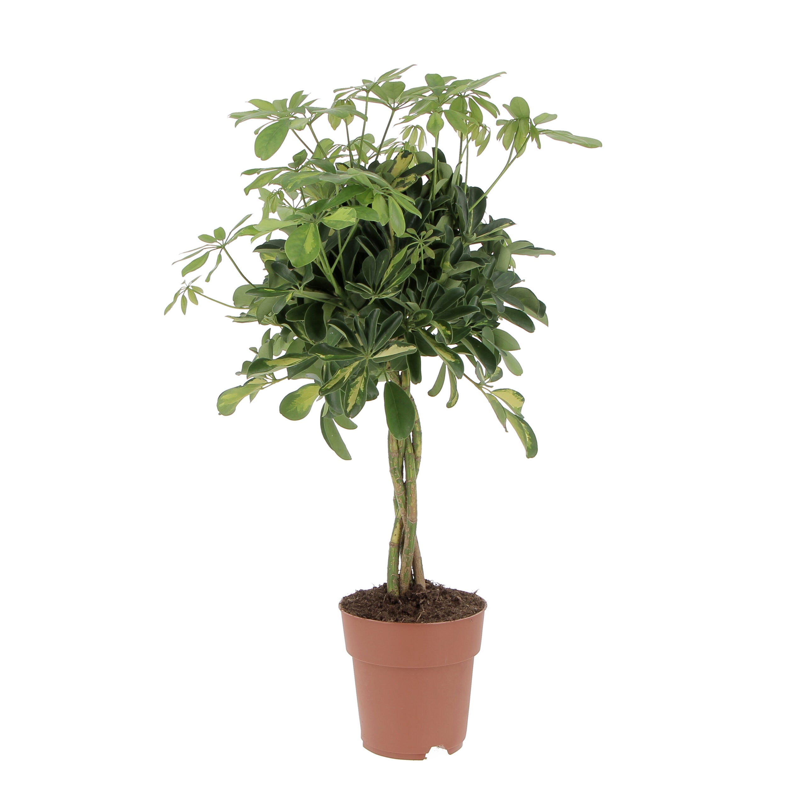 Pianta Artificiale Arboricola Ombrello In Vaso Nero 55cm - Leaf, Tropicale, Nuova