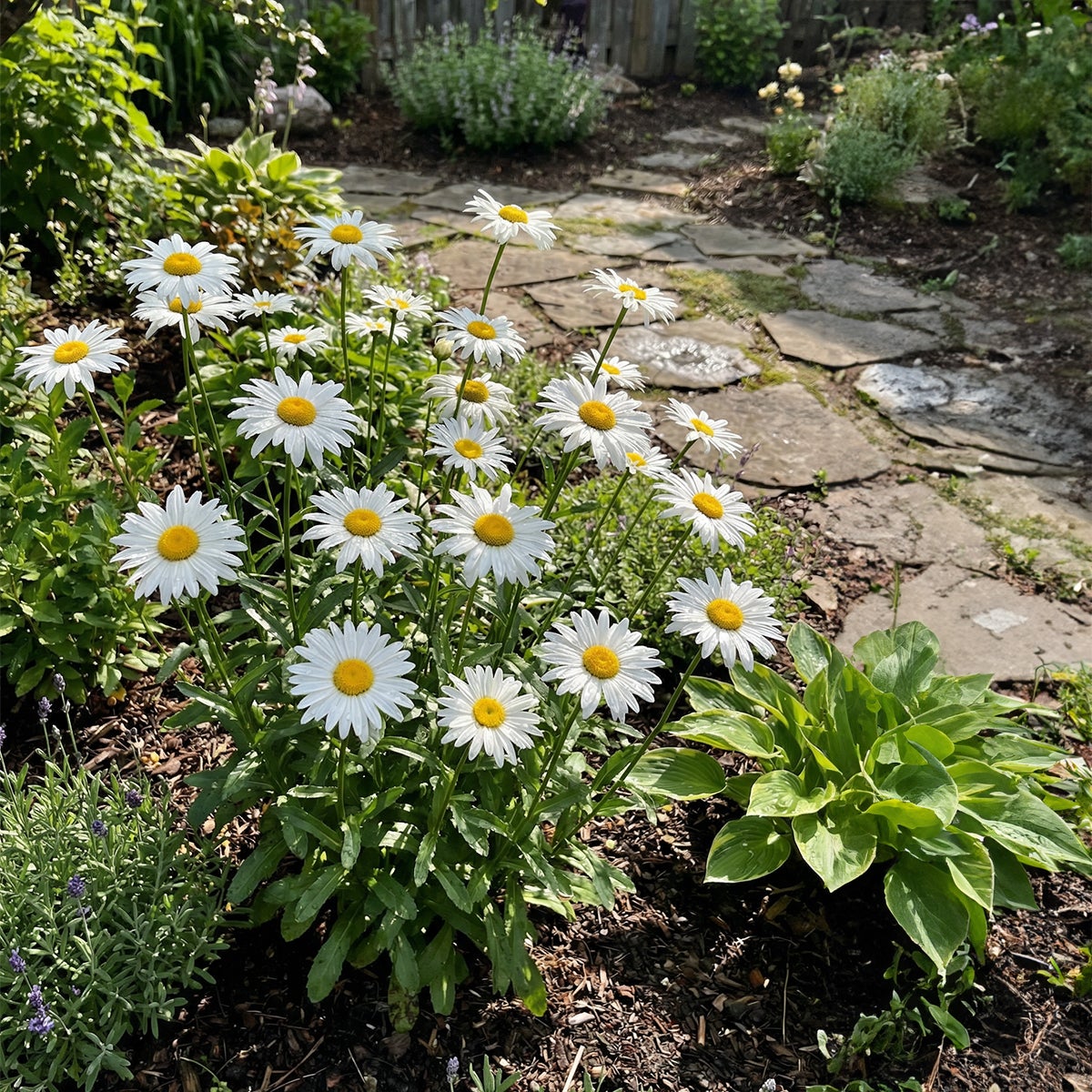 Lot de 6 - Leucanthemum Silberprinzessche - Marguerite - Floraison abondante - H. 10-20 cm - P. 9 cm - 3