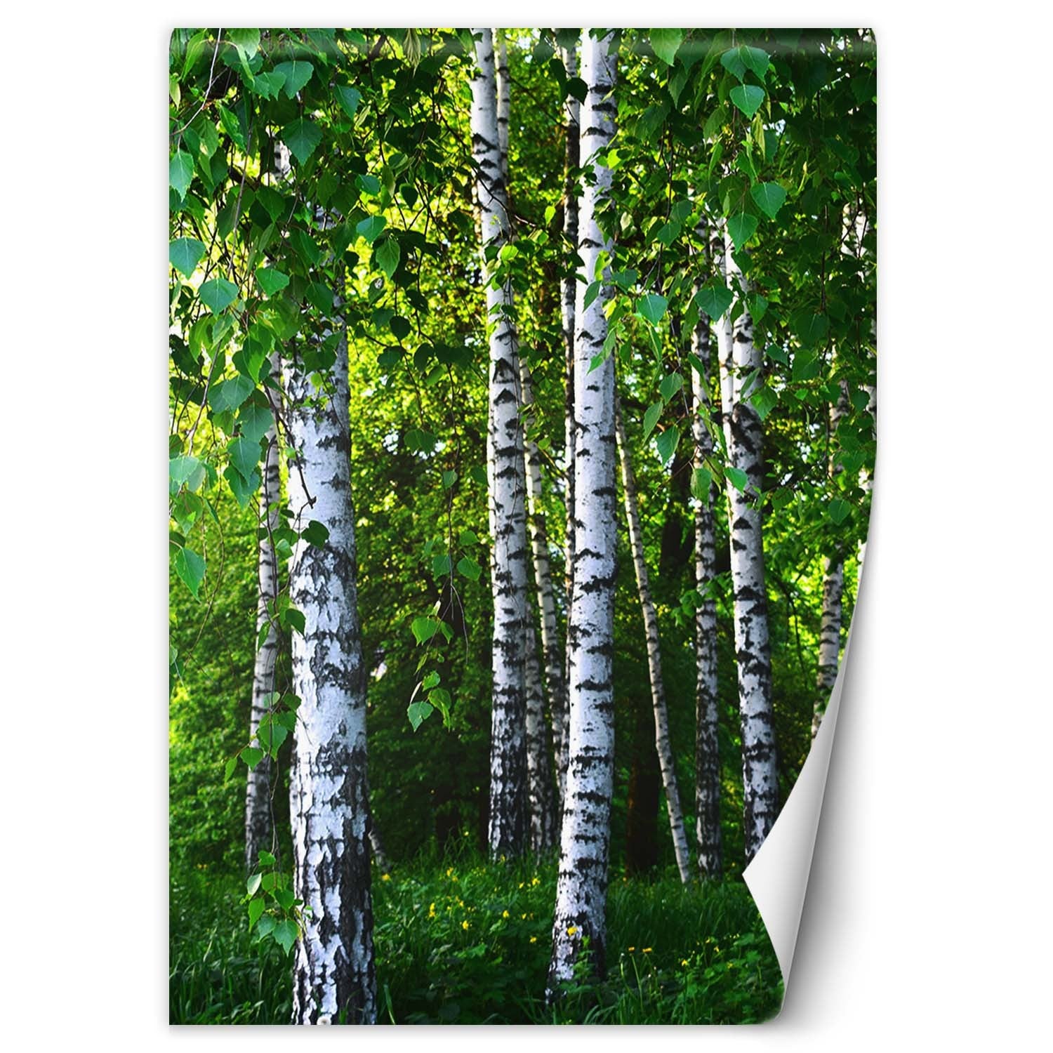 Fototapeta, Brzozowy las 200x280
