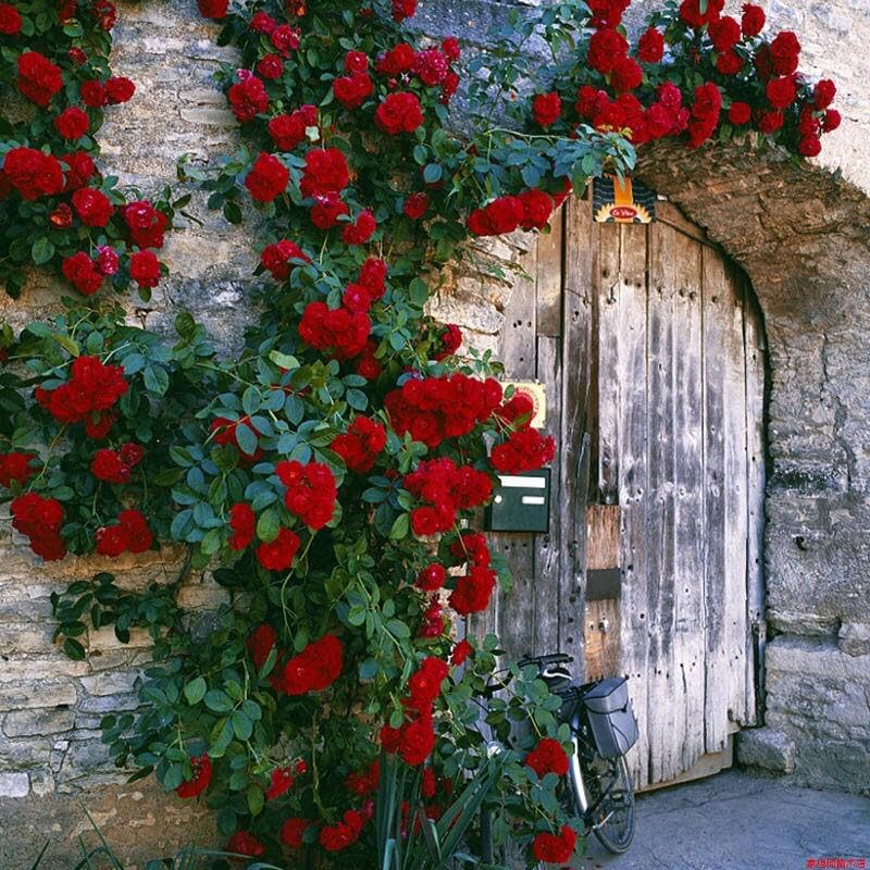 200 graines de rosiers grimpants, graines de fleurs, graines de fleurs de roses, floraison toute l'année, pour la décoration de jardin de balcon - 4