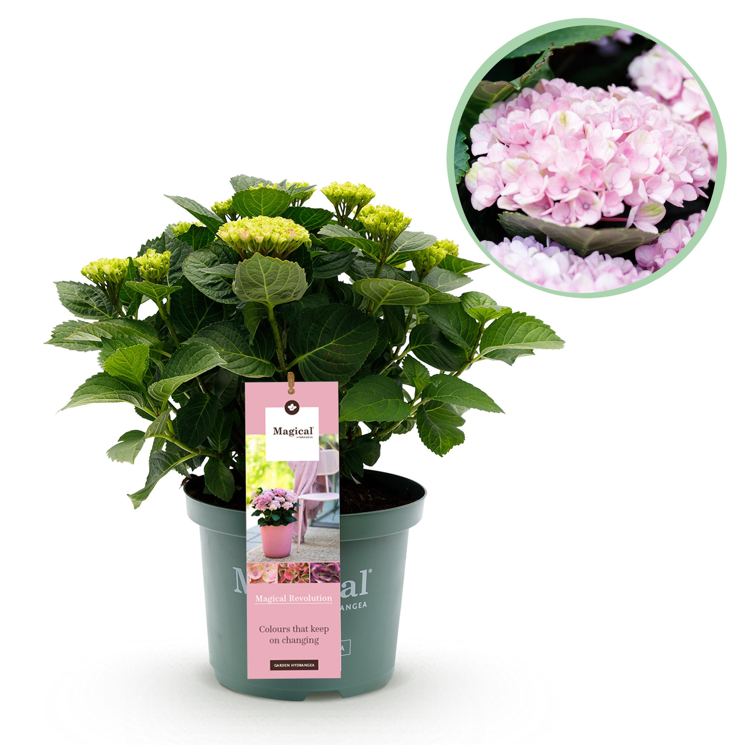 Green boutiQ Hortensja tarasowa Hydrangea Magical Revolution Pink Różowa 6–10 kwiatów Donica 23 cm 55 cm