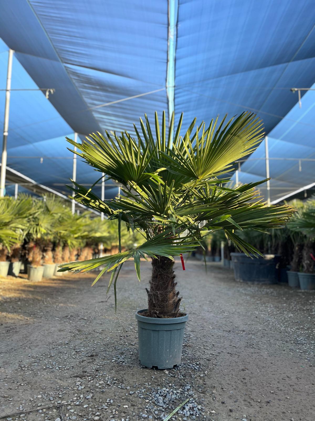 Sunny Tree - Palmier - Trachycarpus Fortunei - Palmier en éventail de Chine - Palmier à chanvre - 140-160 cm Pot compris - Hauteur du tronc 40-50 cm - 5
