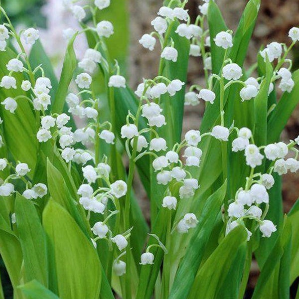 6 x Muguet - Convallaria majalis - godet 9x9 cm - 2