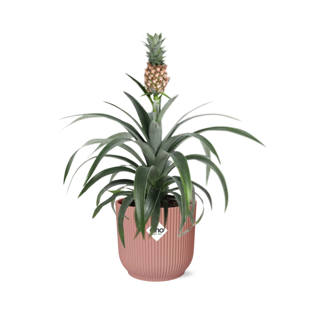 Ananas Mi Amigo w doniczce ELHO Vibes Fold 14cm różowej – Roślina tropikalna dekoracyjna