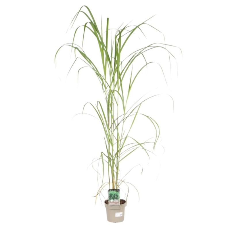 Miscanthus géant - Miscanthus giganteus 20/30 cm Pot 3L - 3