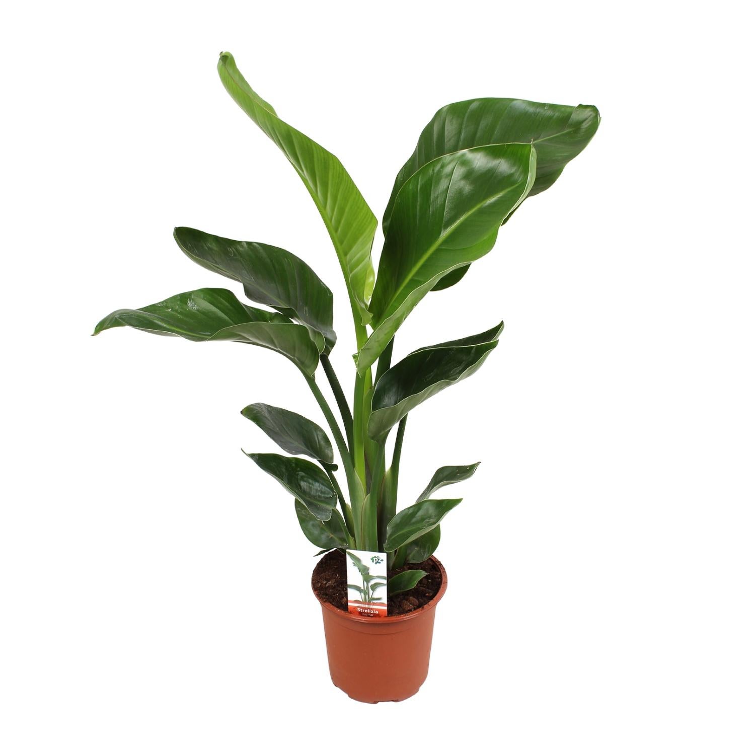 Strelitzia Nicolai Kwiat Rajski - Ø17cm - Wysokość 70cm