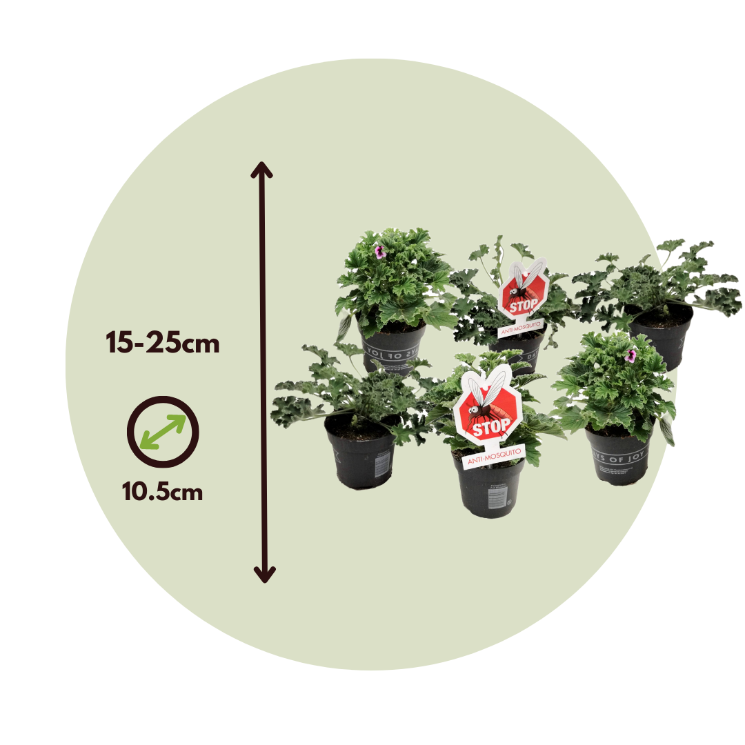 Anti-Moustiques - Set de 6 - Pelargonium - Hauteur 15-25cm - ⌀10,5cm - 2