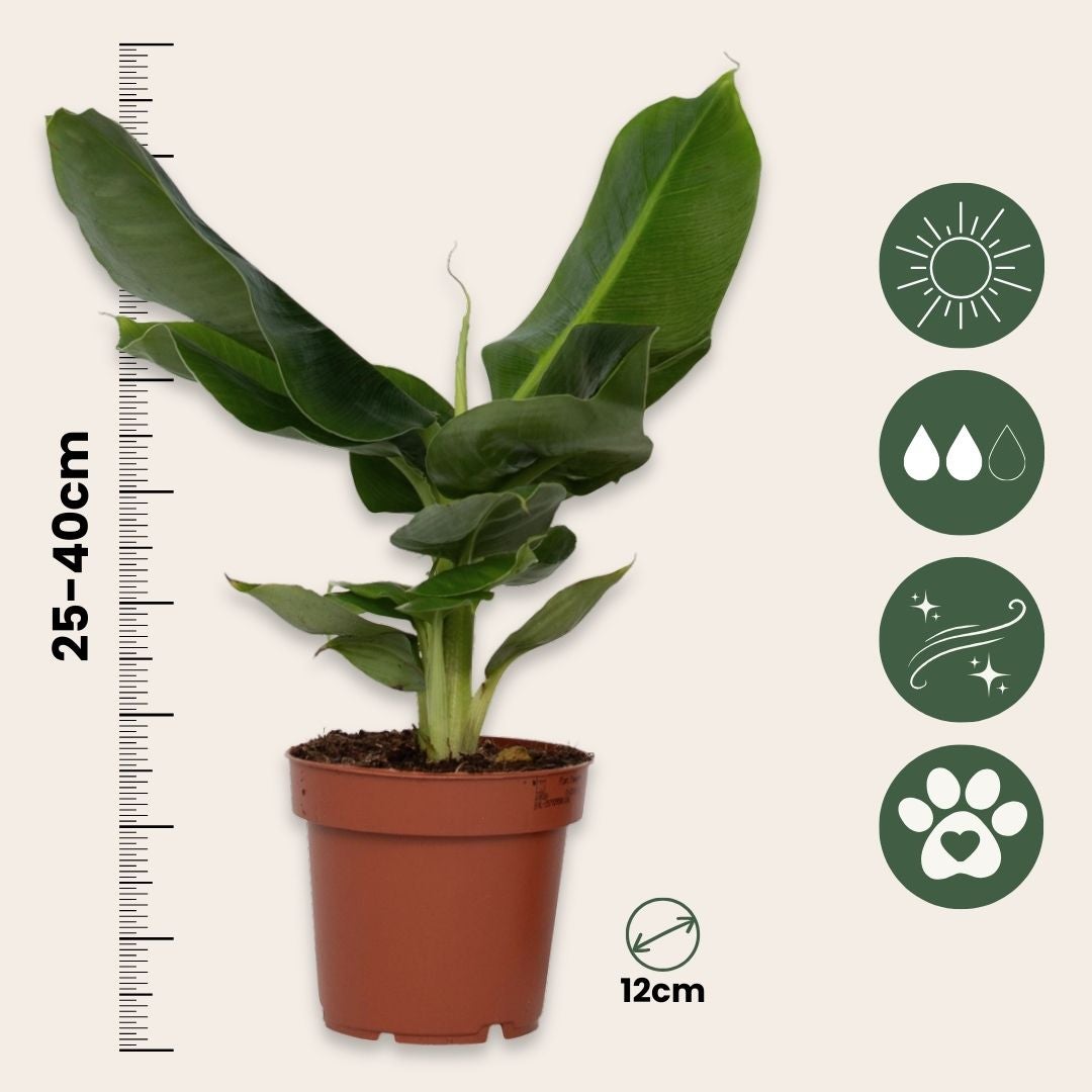 Bloomique Musa Oriental Dwarf – 2 Piante Di Banana Nane | Altezza 80-100cm | Piante Da Appartamento - 6