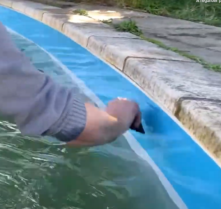 ISI'PROTECT RÉNOVATION | BLEU | Film de Protection adhésif pour ligne d'eau de piscine | Plastique | Longueur 25m - POOLCO - 2