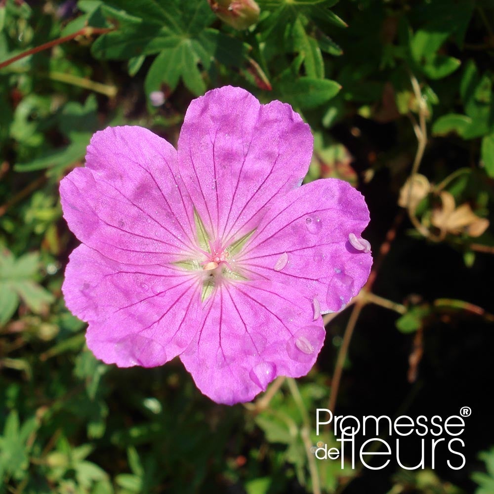 Géranium vivace sanguin 'Aviemore' Godet de 8/9 cm | Leroy Merlin