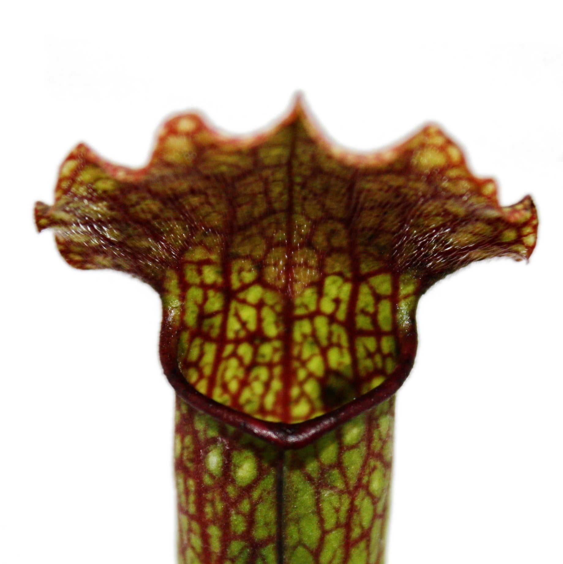 Pianta brocca - Sarracenia - vaso 9cm - 4