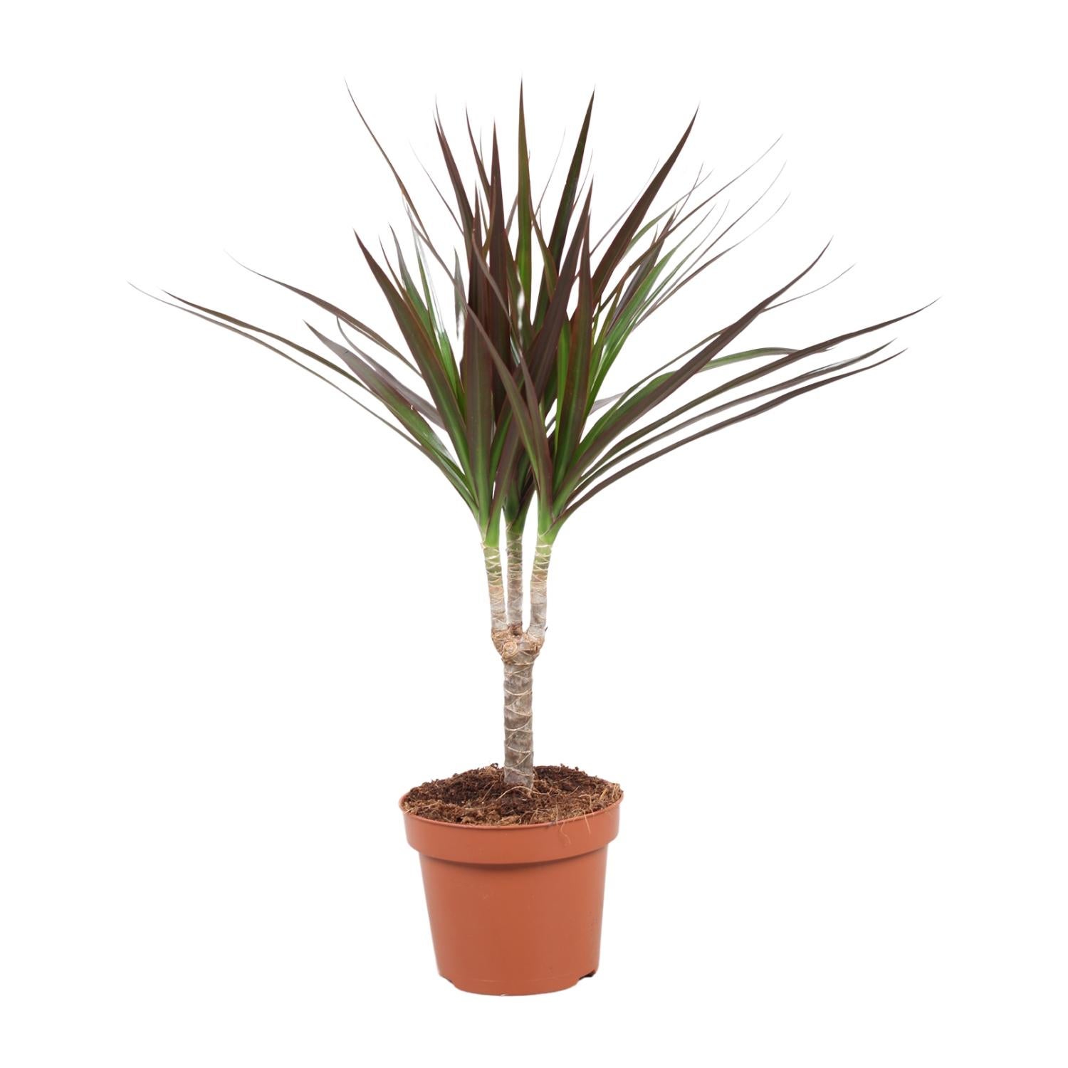 Dracaena Magenta w doniczce Ø12 cm, wysokość 50 cm – Roślina doniczkowa ozdobna, łatwa w pielęgnacji