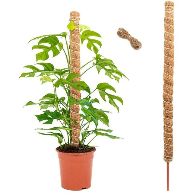 Tuteur fibre de coco monstera au meilleur prix | Leroy Merlin