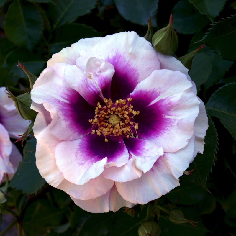 Rosier 'Blue Eyes' ® (Rosa 'Blue Eyes' ®) Racines nues Taille 20 à — free download