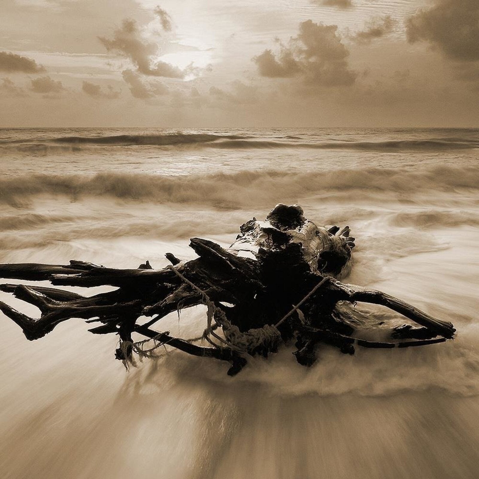 Tableau branche de bois au bord de la mer 1 - 90 x 60 cm - 4