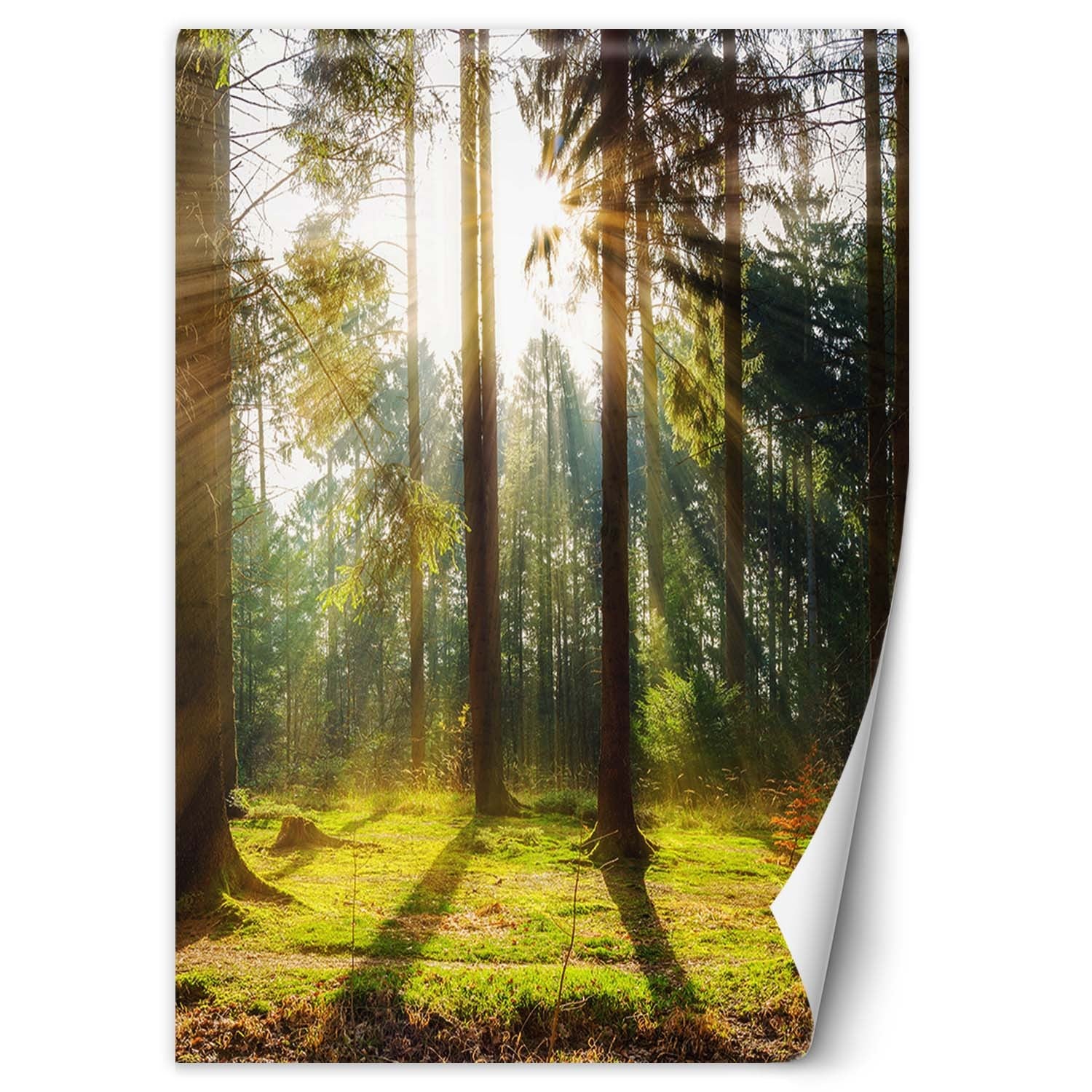 Fototapeta, Las poranne promienie słońca 150x210