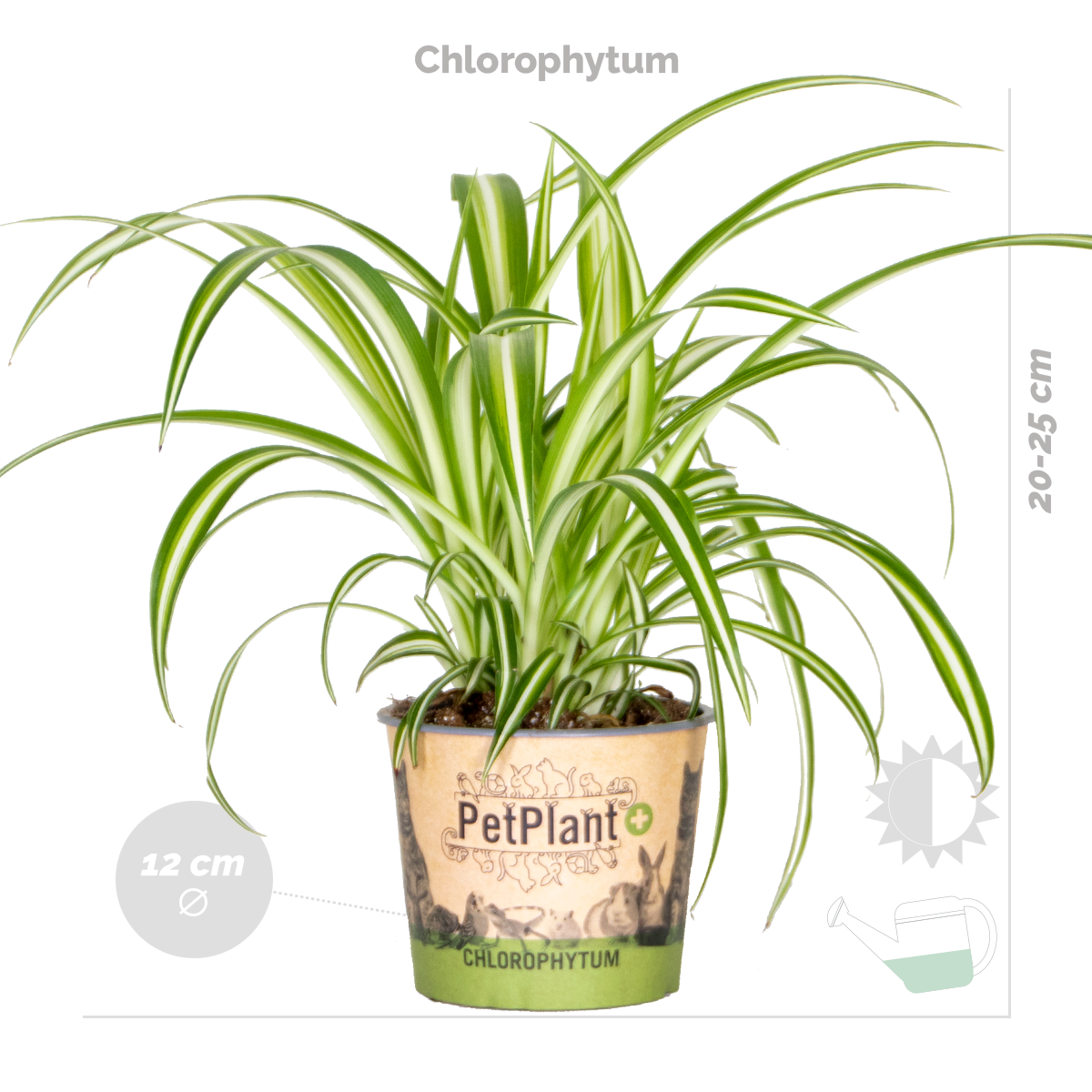 Lot de 3 - Mélange plantes d’intérieur sans danger pour les animaux - 5