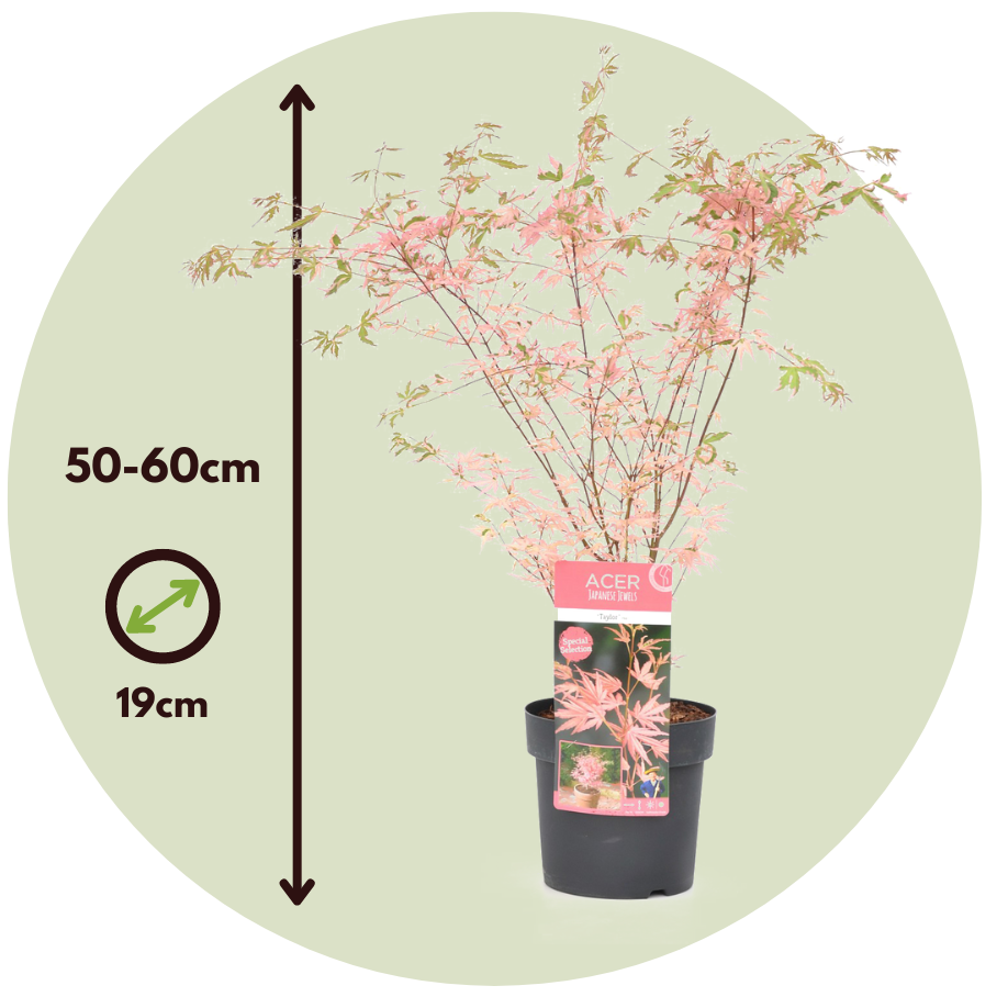 Érable du Japon - Acer palmatum 'Taylor' - Hauteur 50-60cm - ⌀19cm - 2