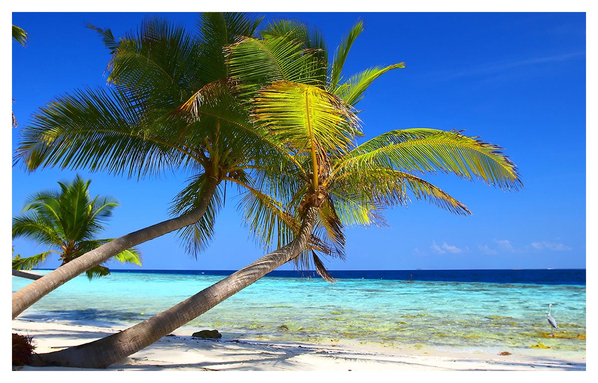 Affiche Cocotiers tropicaux main image 0
