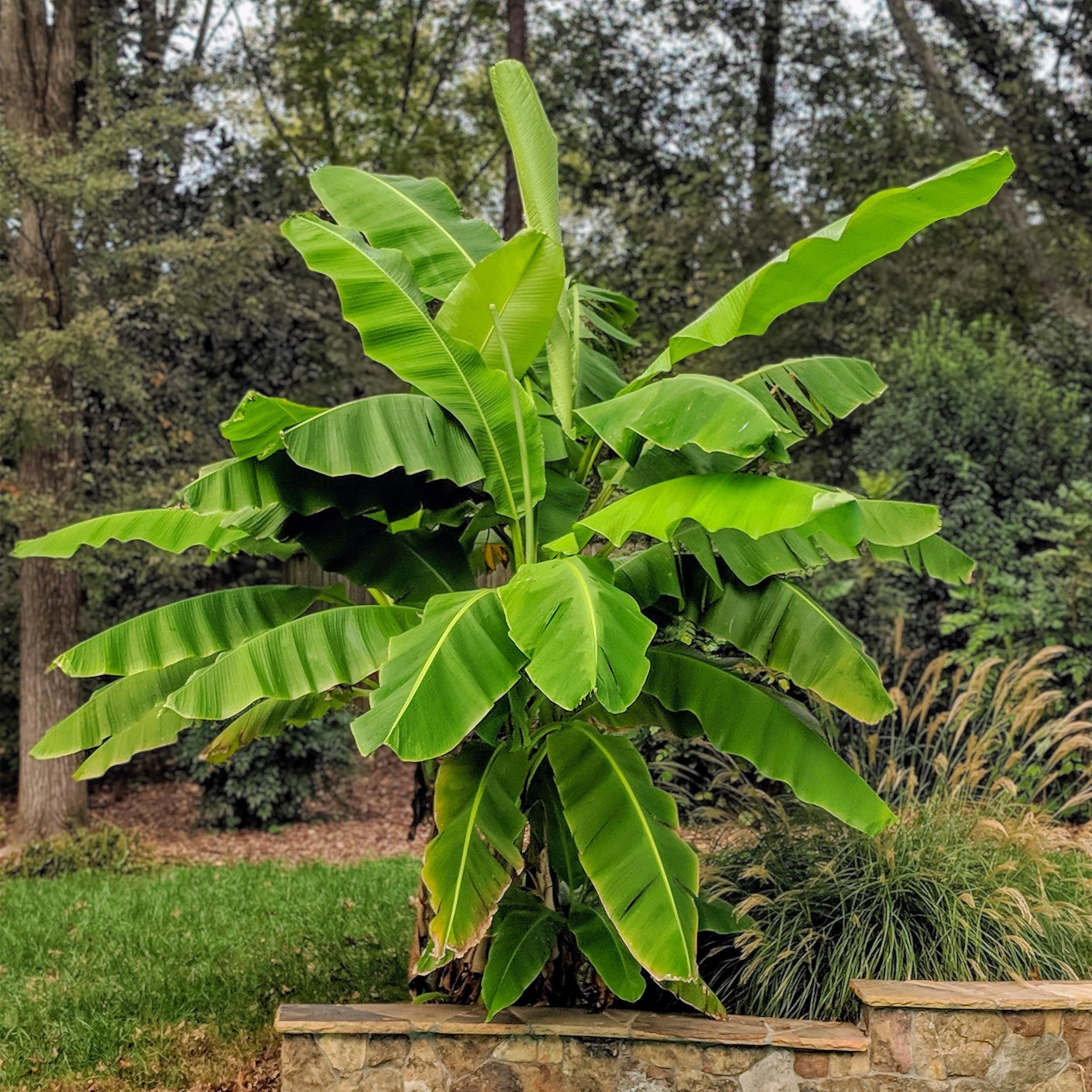 Musa Basjoo – Banana giapponese resistente – Pianta da frutto – Vaso 21 cm – Altezza 70-90 cm - 5