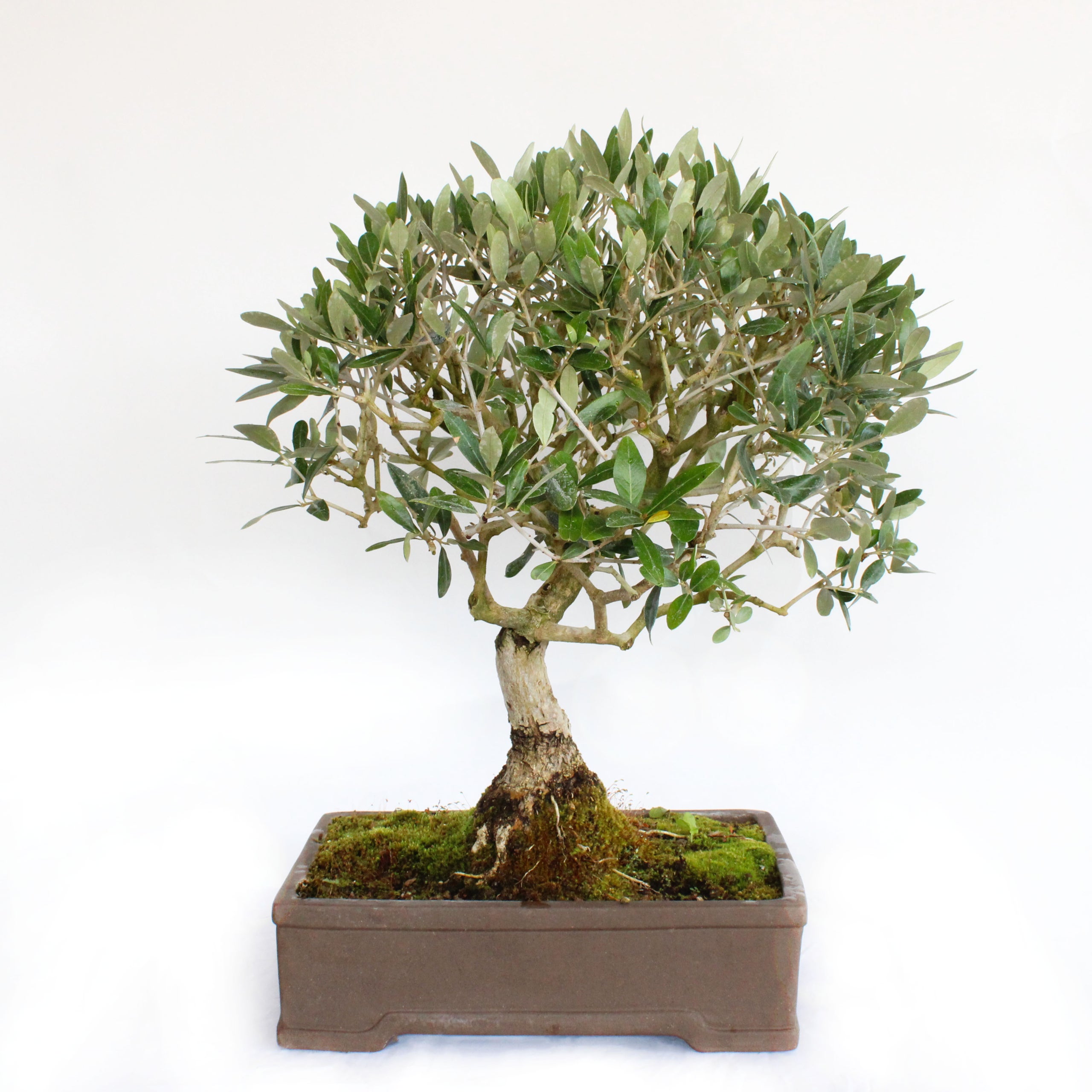 KENTIS - Olea Europaea Bonsai - Bonsai Oliveira - Plantas de Exterior  Autnticas - Vaso Em Cermica - H 55-65 cm, Dimetro do Vaso 35 cm | Leroy  Merlin