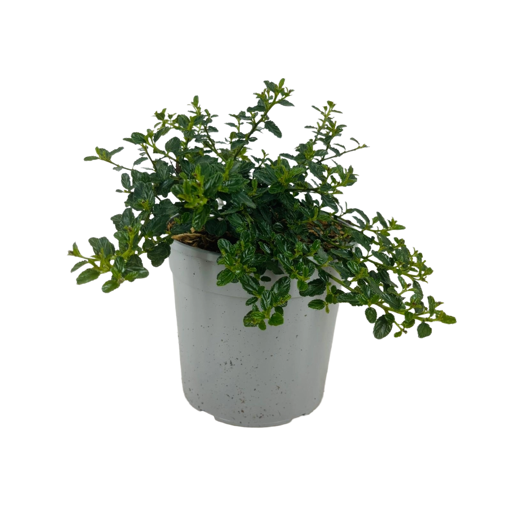 Ceanothus thyrsiflorus Repens (Lillà della California) » Vendita Piante Online