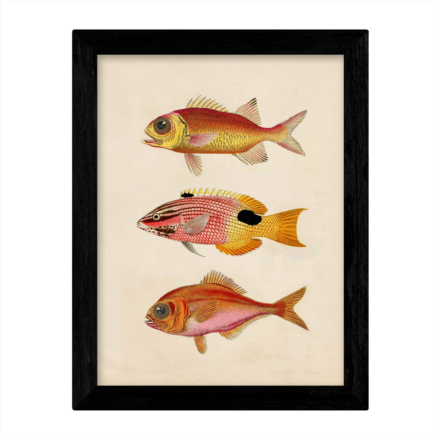 Set de 4 láminas de peces coloridos efecto vintage. composicion de 12 peces diferentes, fondo papel antiguo vintage. sin marco - a3