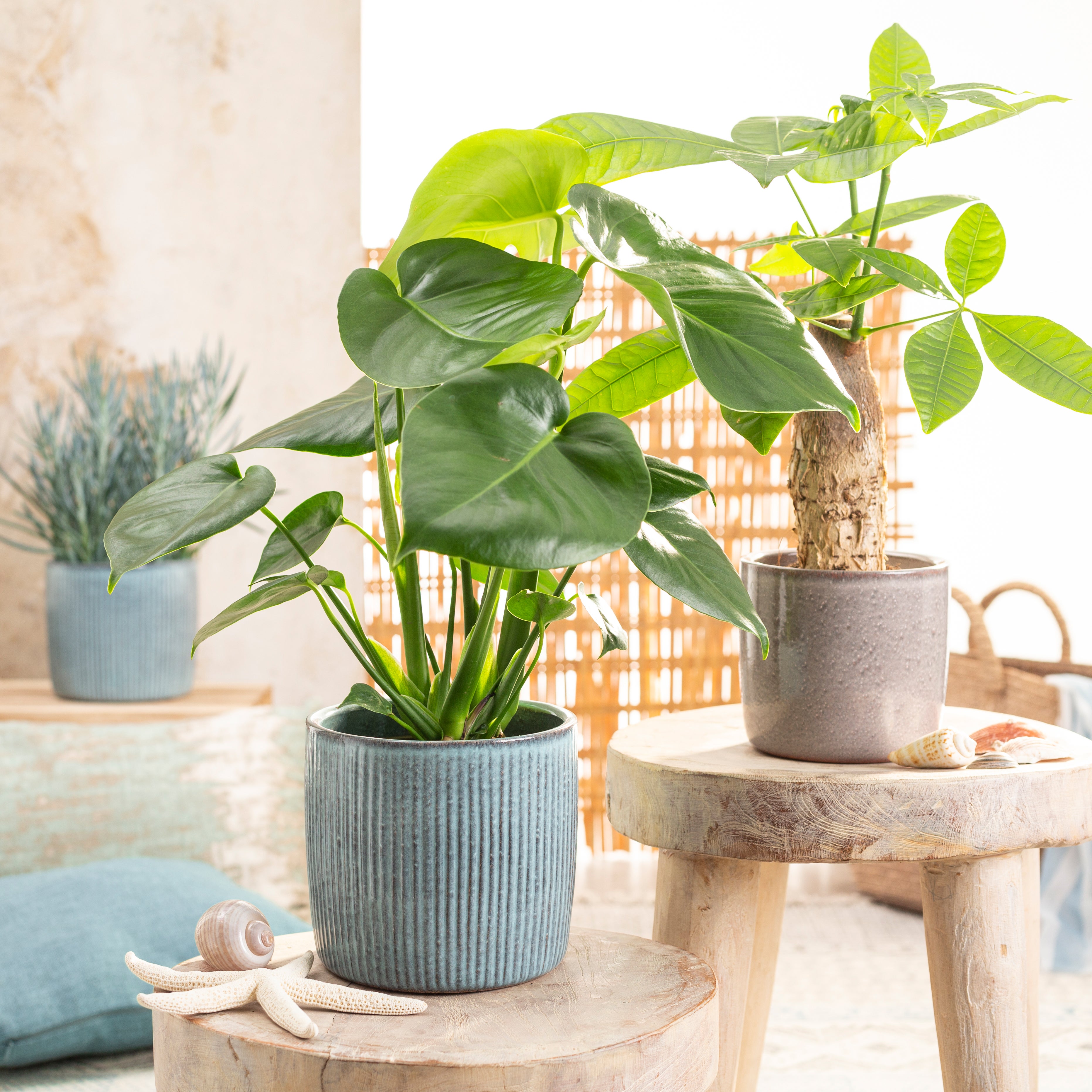 Scheurich Solido Linea, Pot de fleurs en céramique, couleur: Lagoon, 21.2 cm de diamètre, 19.3 cm de haut, 5.6 l vol. - 2