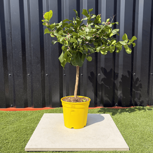 Garden Mile® Treillis Feuilles De Citronnier Artificielles – Effet Naturel Luxuriant Pour Jardin, Balcon & Terrasse – 180 X 90 Cm