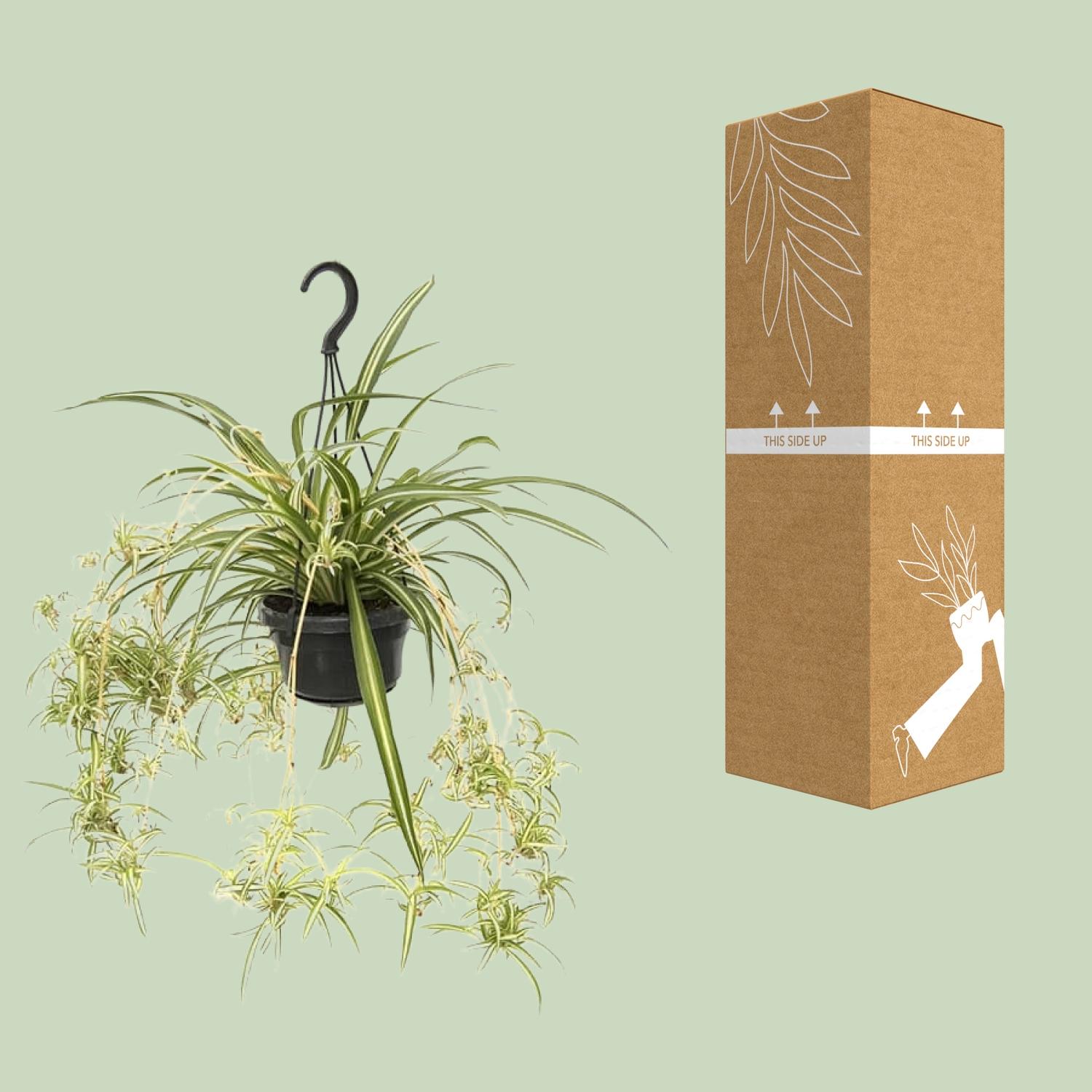 Pianta Chlorophytum Comosum Variegatum vaso Ø14cm altezza 55cm – Pianta ragno d’interno decorativa e purificante l’aria - 2
