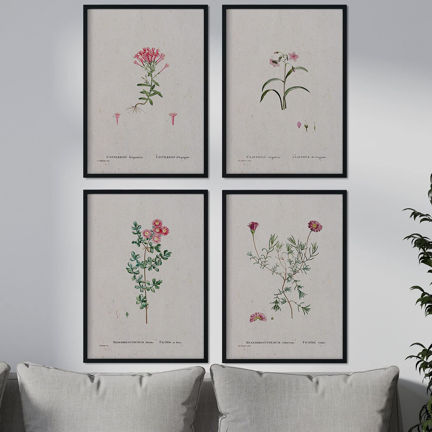 Pack de láminas flores rosas. pósteres con ilustraciones en acuarela de pierre-joseph redoute. sin marco - a3
