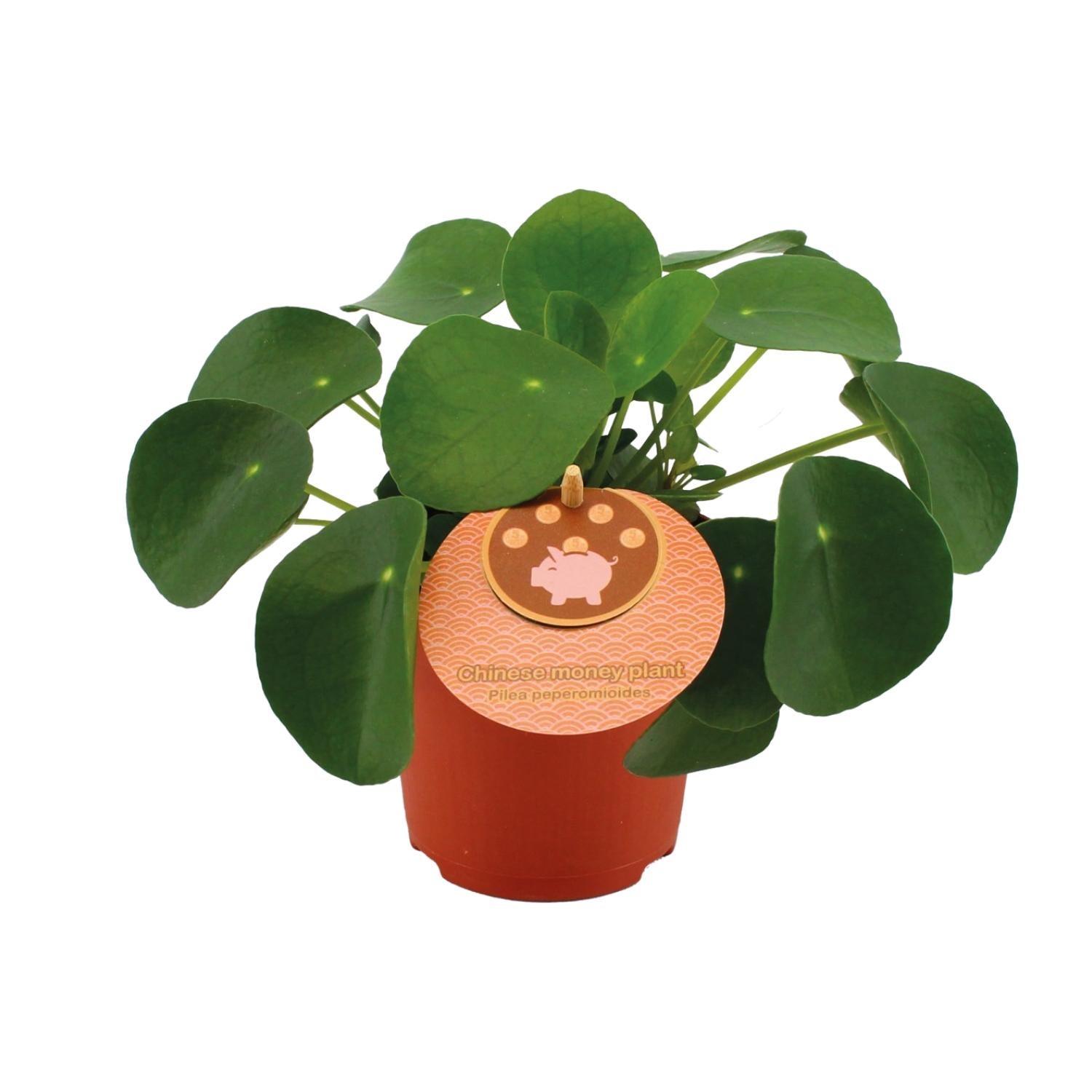 Pilea Peperomioides - Roślina doniczkowa - Doniczka Ø11cm - Wysokość 15cm