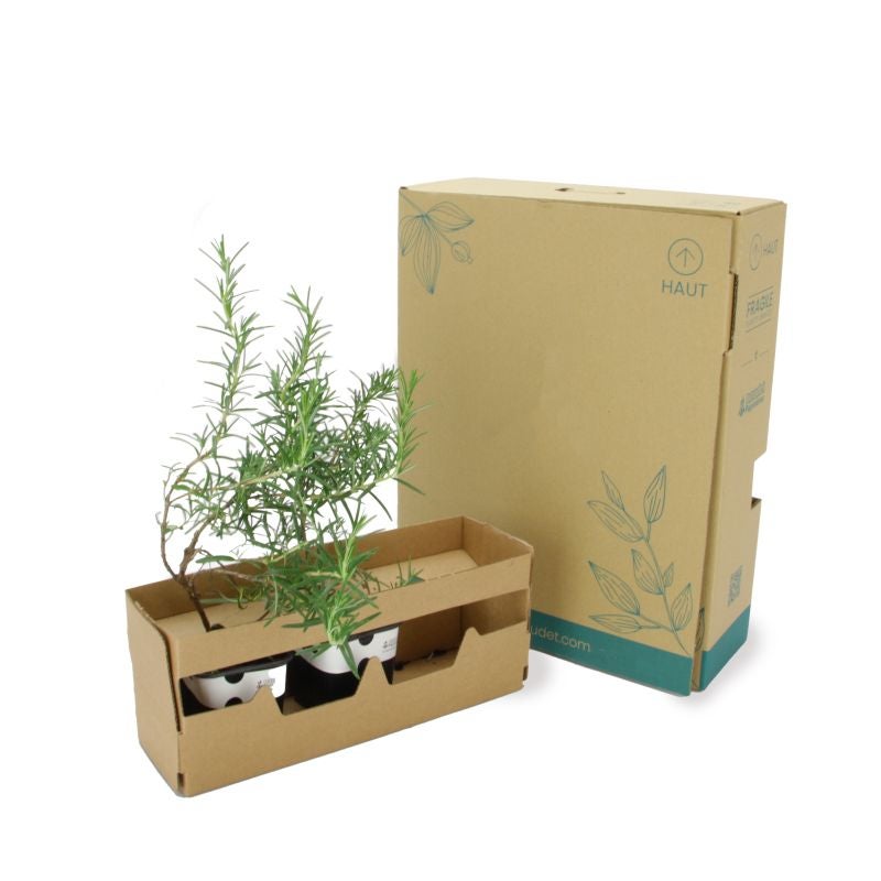 Romarin Officinal (Rosmarinus Officinalis) - Godet - Taille 13/25cm - Pépinières Naudet - 5