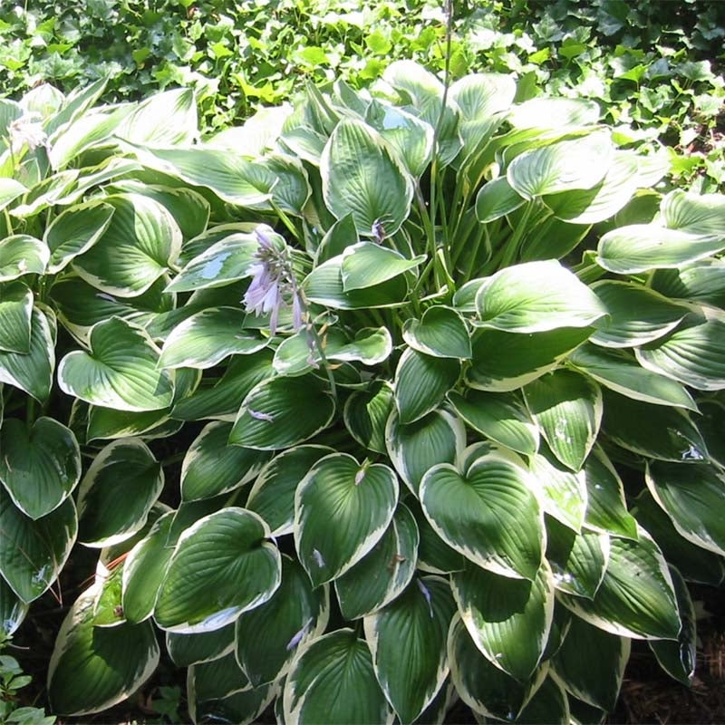 Hosta fortunei 'Francee' Godet de 8/9 cm | Leroy Merlin