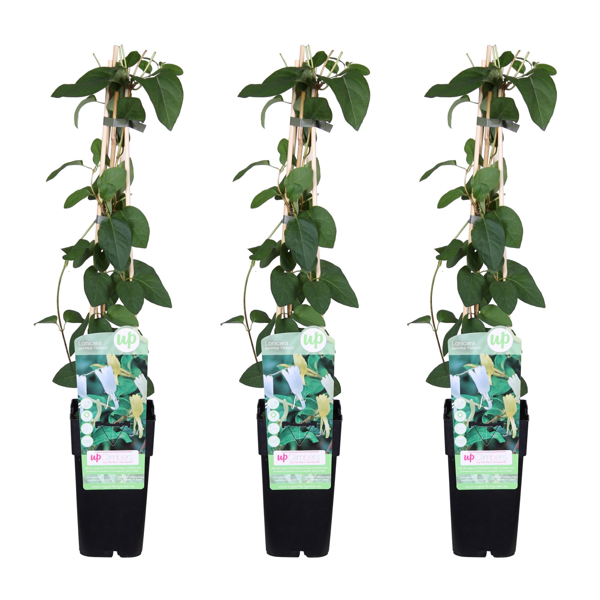 3x Lonicera japonica 'Halliana' - Wiciokrzew chiński biały pnący - 65 cm - Doniczka Ø15 cm
