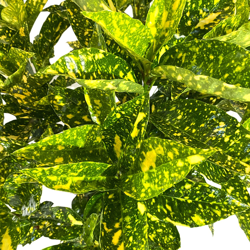 KENTIS - Aucuba Japonica Crotonifolia - Plante d'Extérieur En Verre Résistant - H 60-80 cm Pot Ø 24 cm - 3