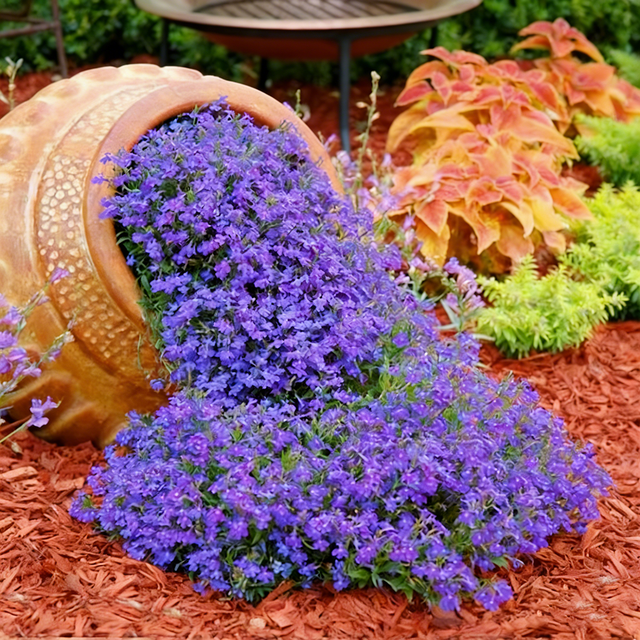 8000 semi di Lobelia, facili da coltivare, Semi di fiori con fertilizzante, Semi di fiori selvatici tappezzanti, per balconi, piante in vaso, bordure