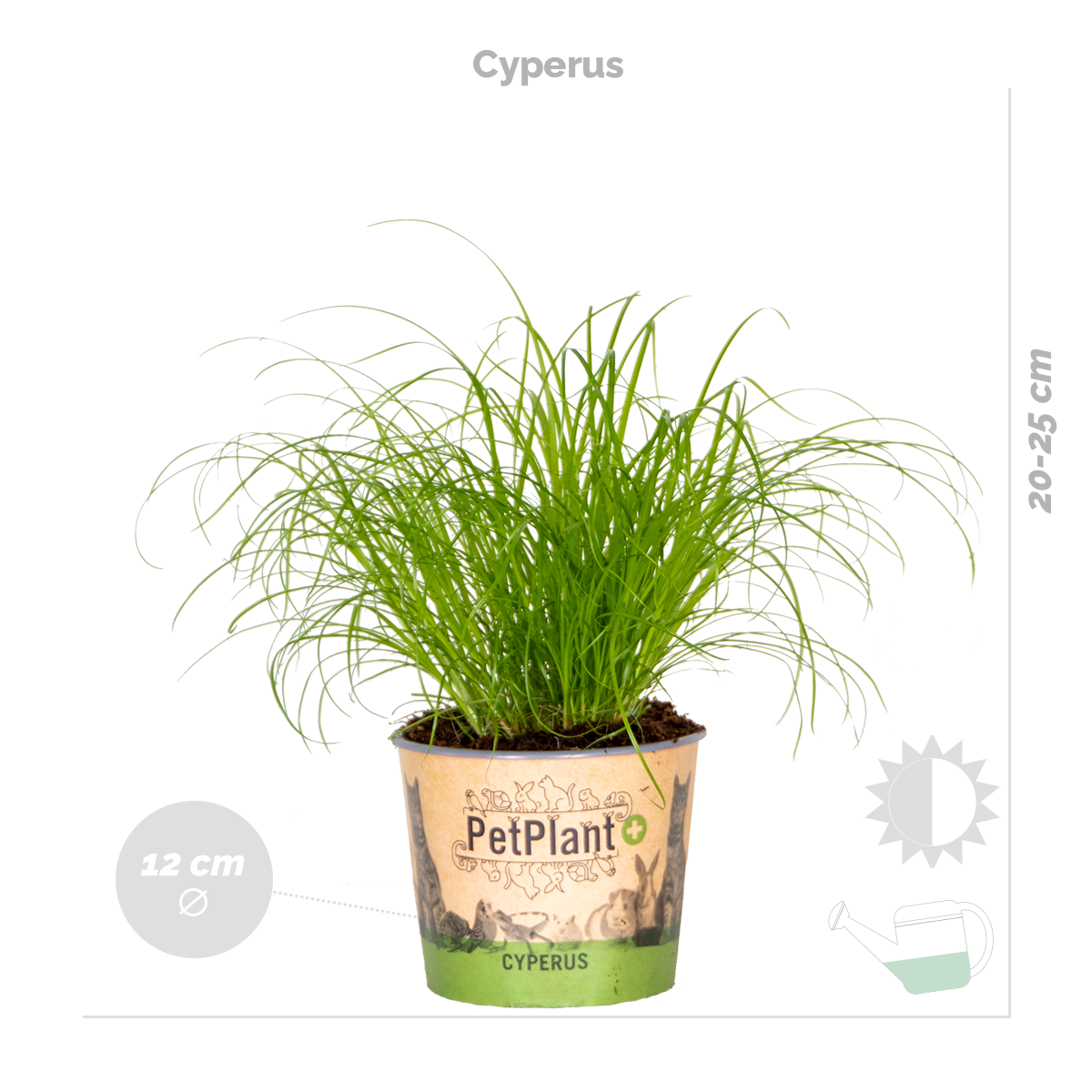 Lot de 3 - Mélange plantes d’intérieur sans danger pour les animaux - 3