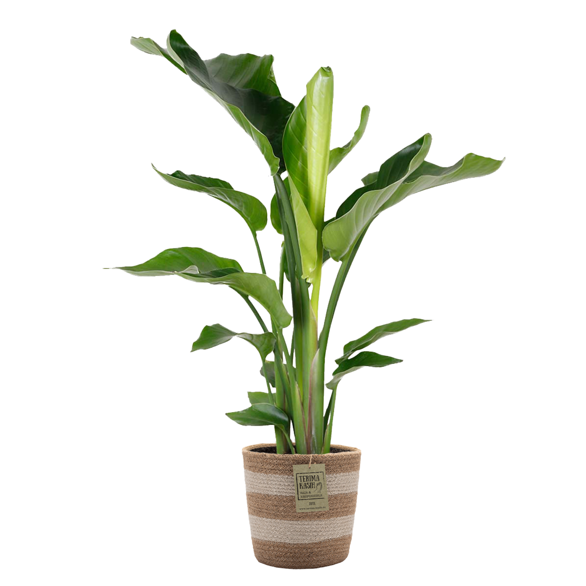 Strelitzia Nicolai - Oiseau de paradis - Plante d’intérieur - Dépolluante - H. 80-100 cm - 2