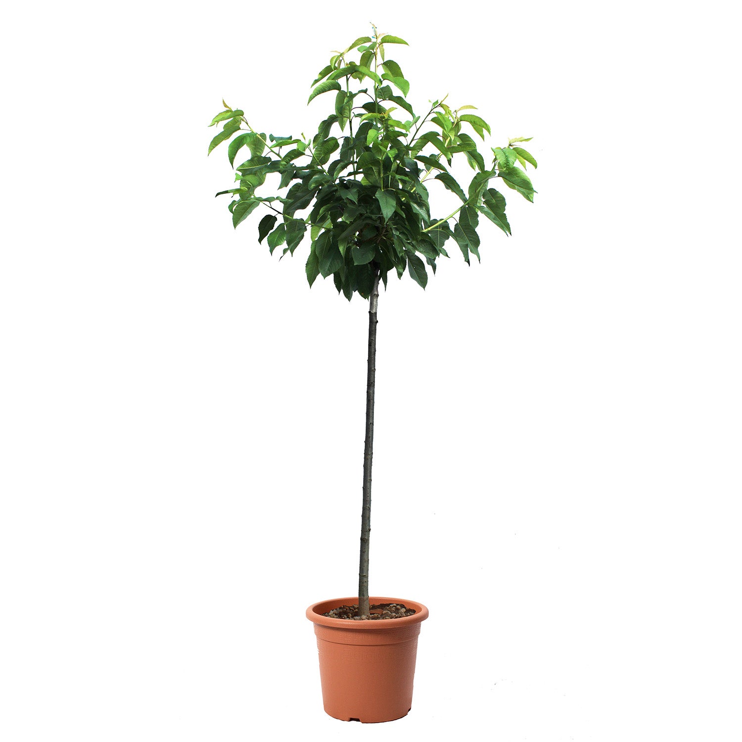 Prunus avium 'Athos'® Achetez un cerisier unique, pot de 3 litres | Commandez facilement des
