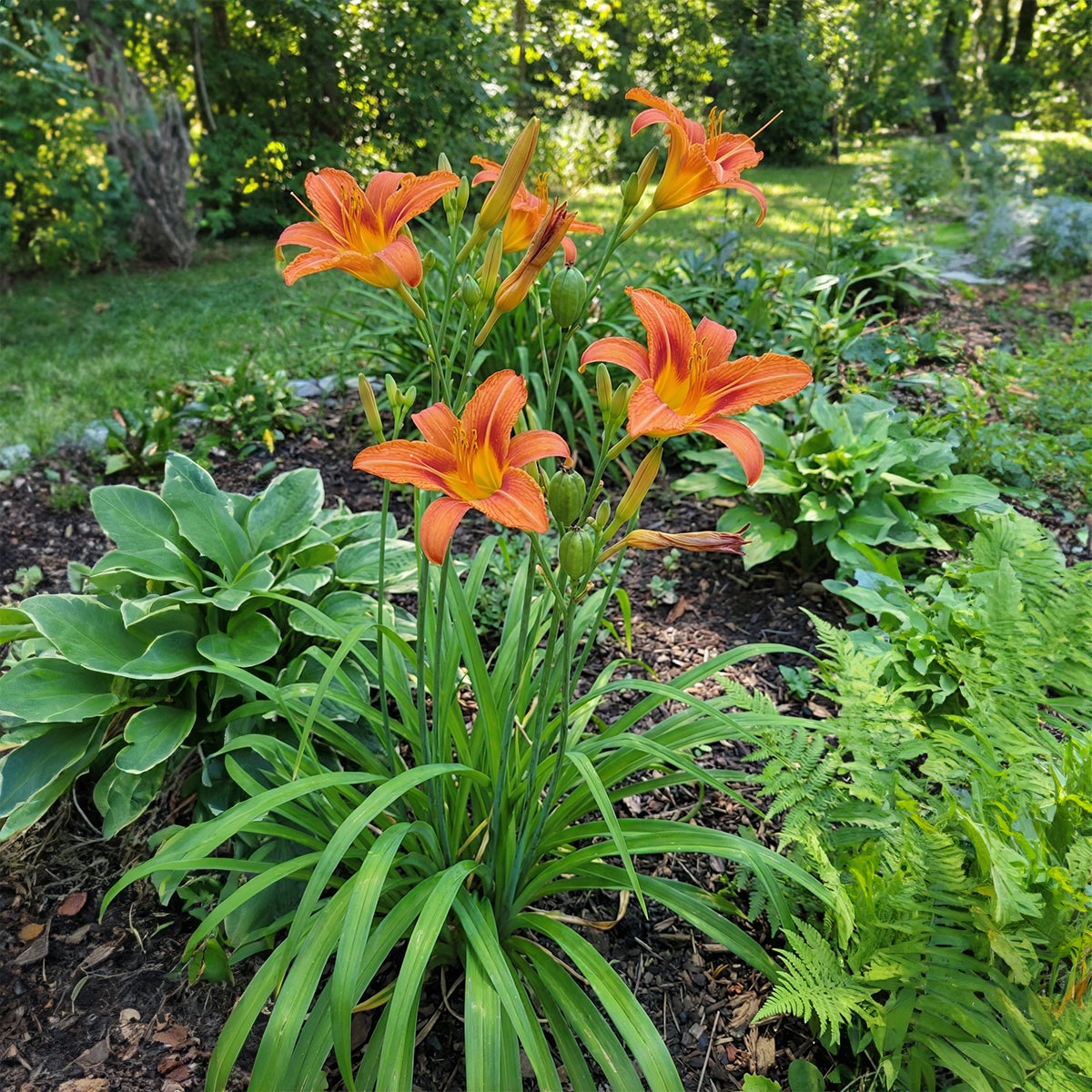 Lot de 6 - Hemerocallis Sammy Russell - Hémérocalle - Floraison abondante - H. 10-20 cm - P. 9 cm - 5