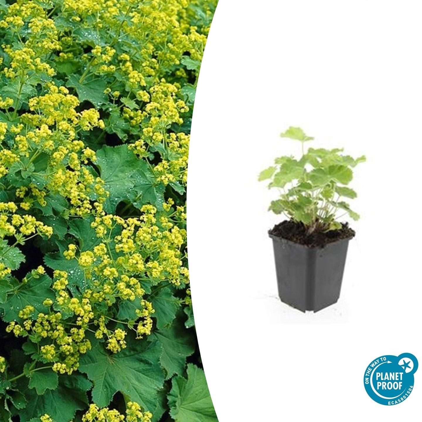 24x Plante Alchemilla mollis - ↕10-25cm (hauteur) - Ø9cm (diamètre)– ComfortXL Green - 2