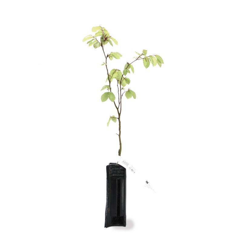 Hêtre commun (Fagus sylvatica) - Godet - Taille 20/40cm - Pépinières Naudet - 3