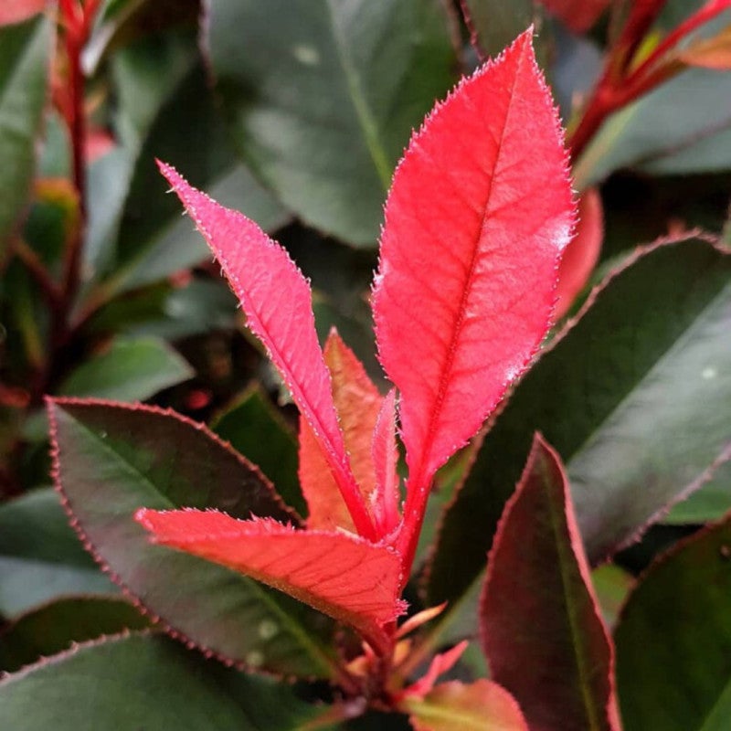Photinia fraseri little fenna - Photinia fraseri little fenna Pot 2L |  Leroy Merlin