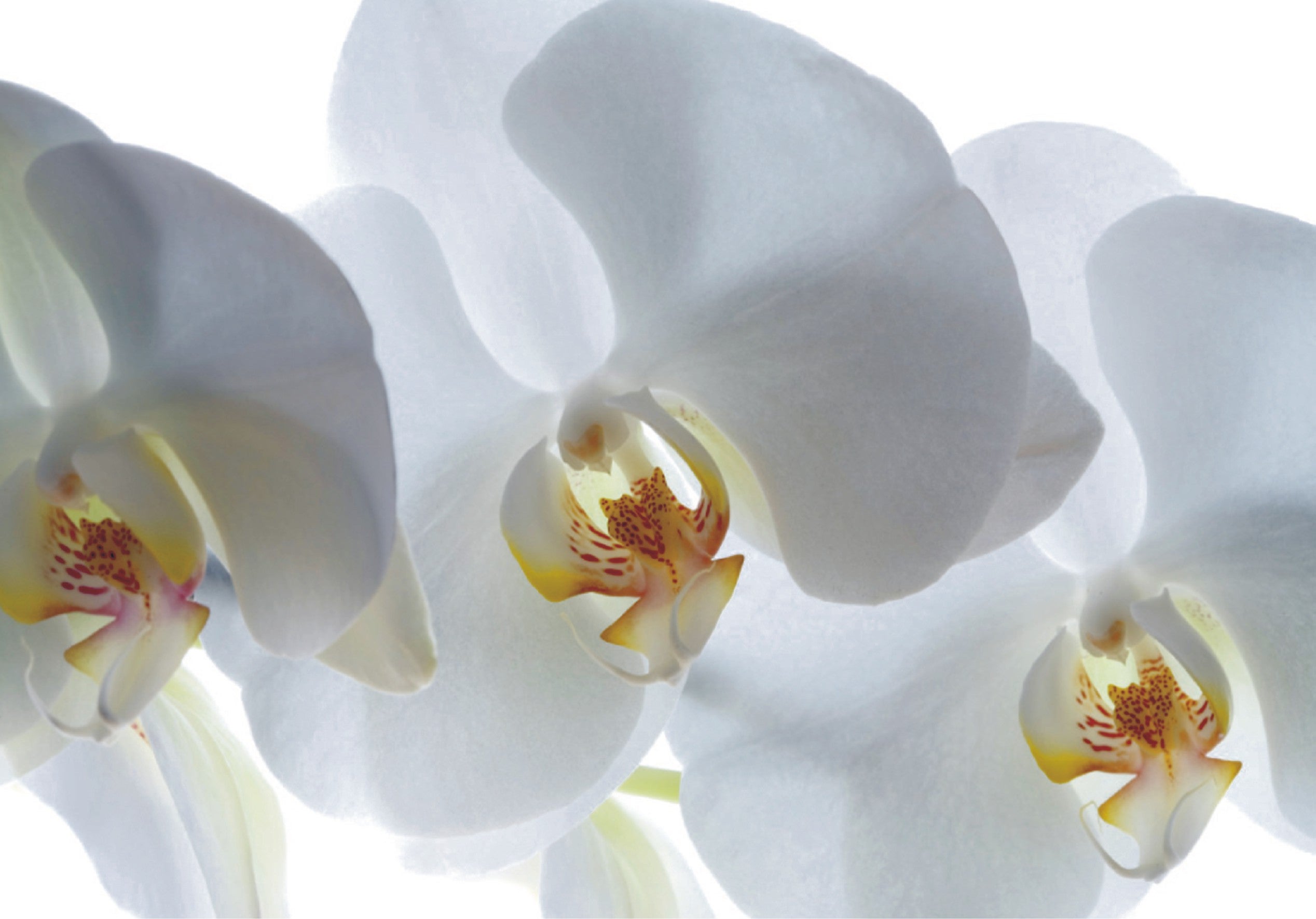 Fotomural Flores Blanco 180 X 127 Cm Sanders Sanders Leroy Merlin fotomural-flores-blanco-180-x-127-cm-sanders-sanders-leroy-merlin