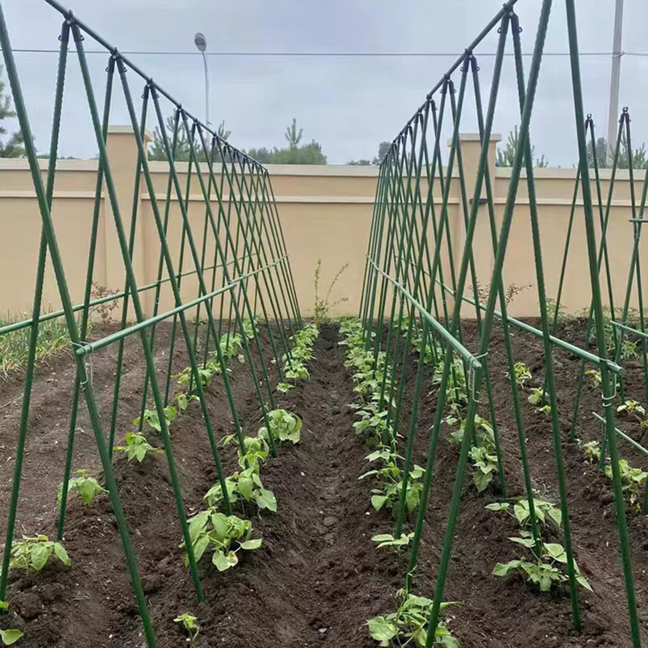 Ensemble de 36 supports d'escalade, piquets de jardin en tube d'acier plastifié, piquets de support pour plantes, adaptés aux plantes grimpantes - 5
