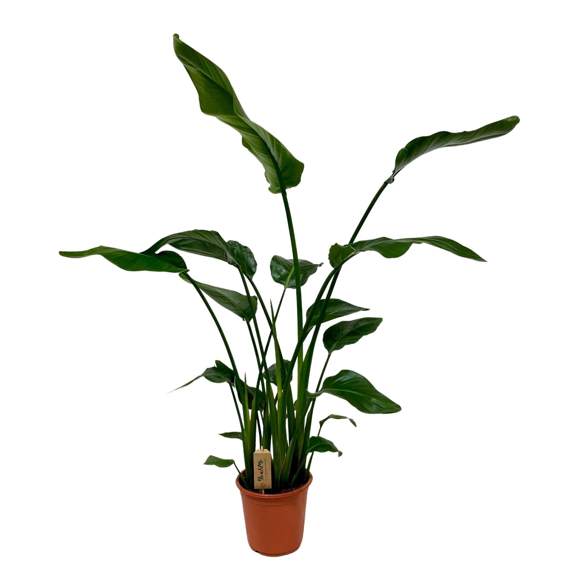 Moselota  Strelitzia Nicolai Planta De Interior Ave Del Paraíso, Maceta Ø21cm, Altura 120Cm , Leroy Merlin