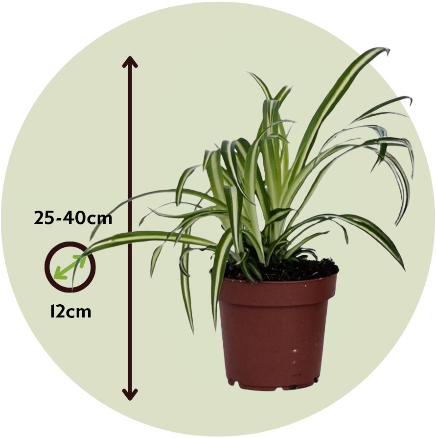 Plante araignée - Set de 6 - Chlorophytum comosum 'Atlantic' - H25-40cm - ⌀12cm - 2